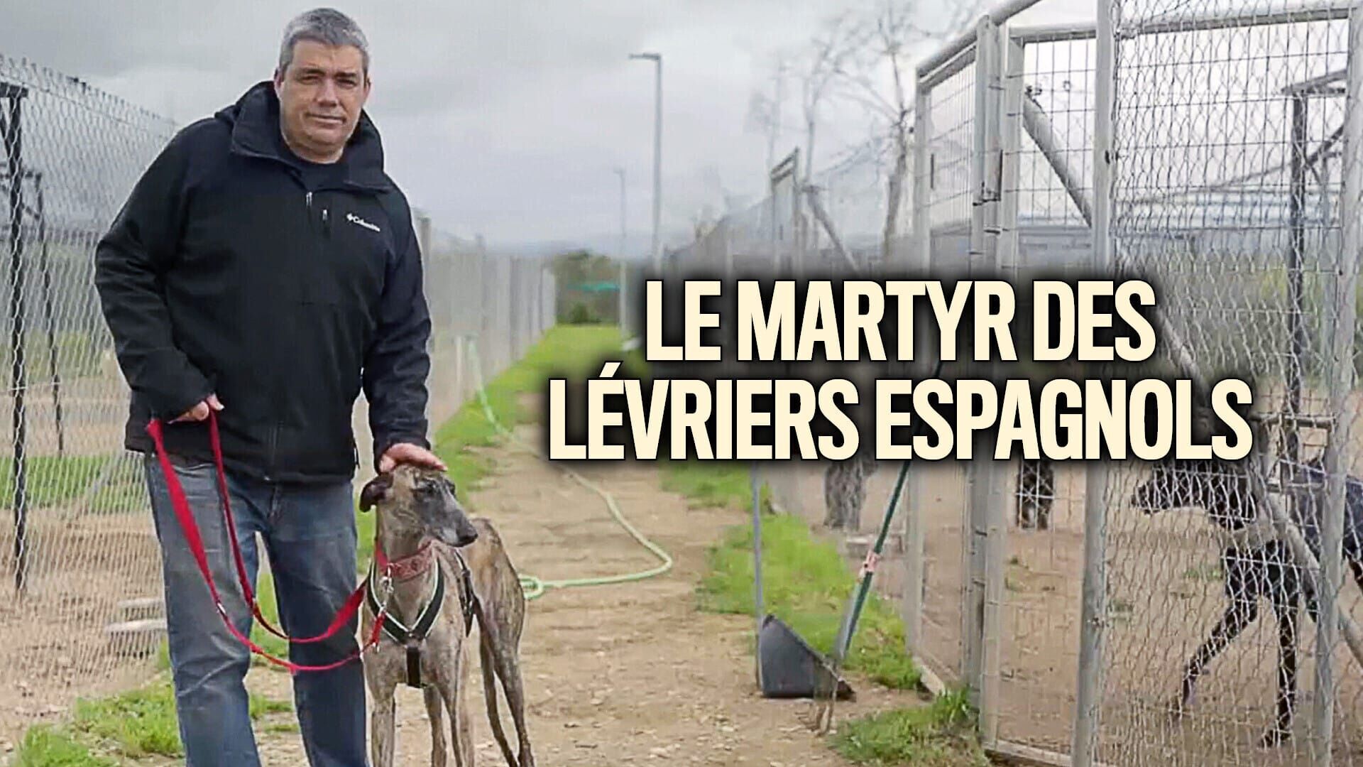 Le martyr des lévriers espagnols
