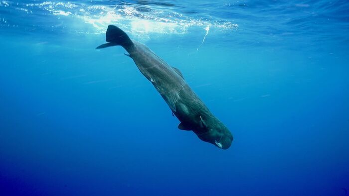 Requins ou cachalots : survivre seuls ou à plusieurs