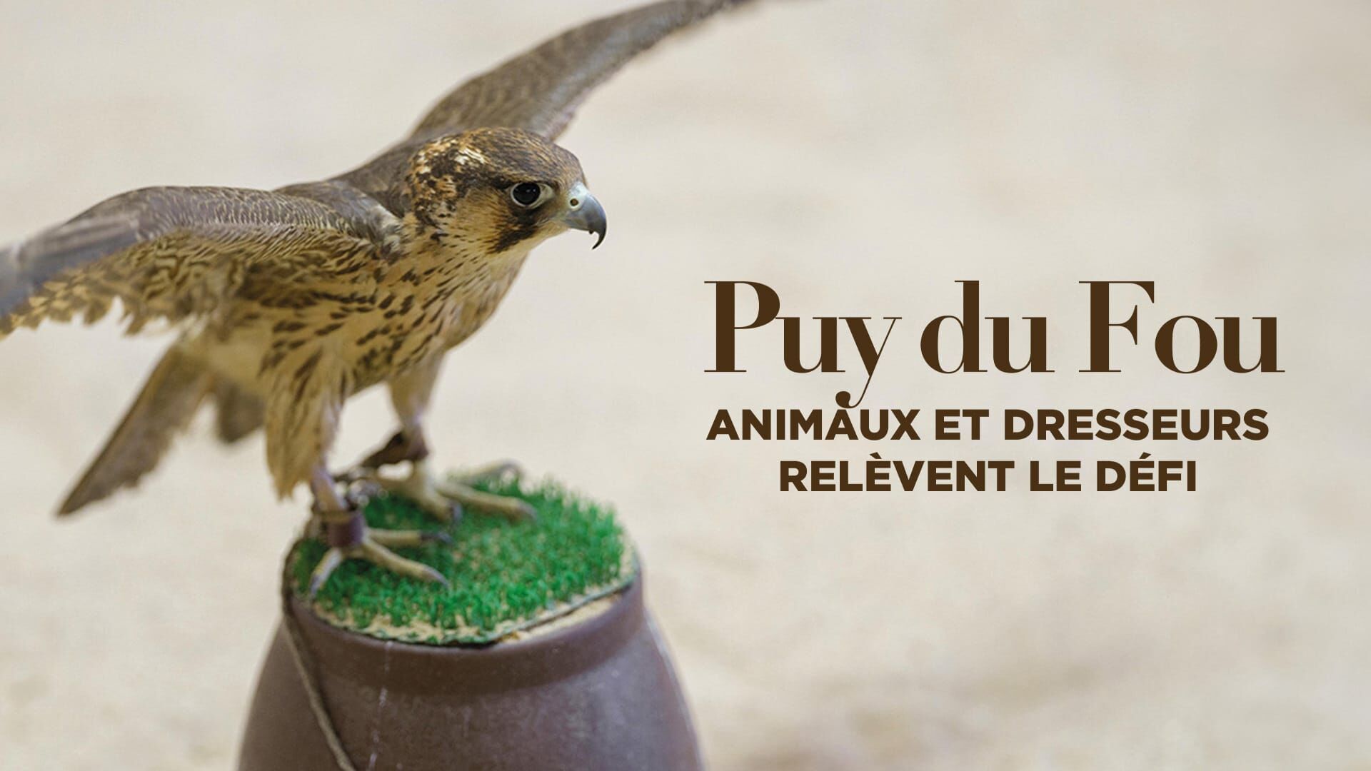 Puy du Fou : animaux et dresseurs relèvent le défi