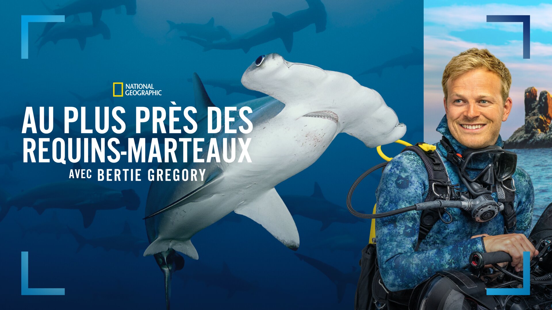 Au plus près des requins-marteaux avec Bertie Gregory
