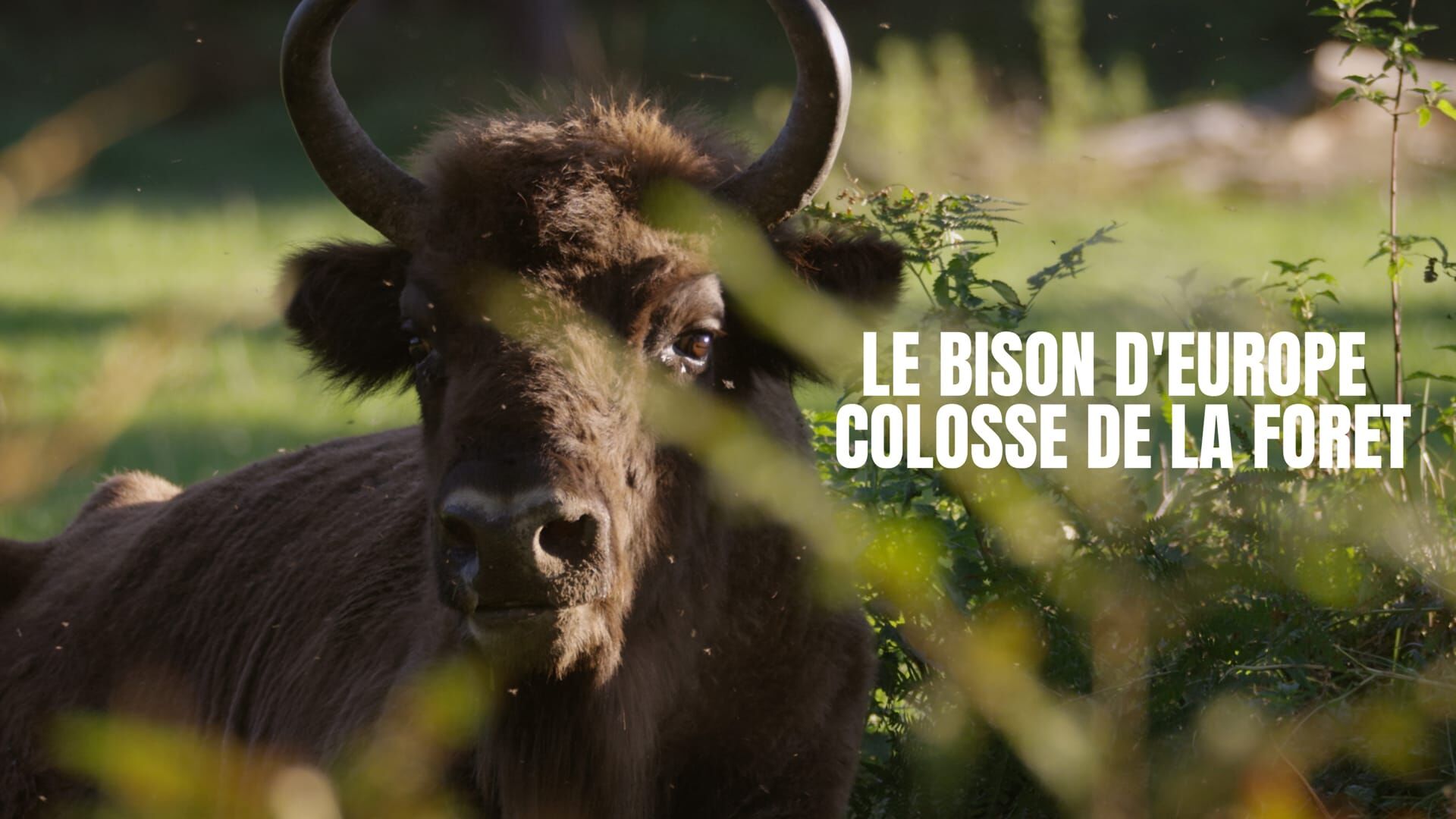 Le bison d'Europe, colosse de la forêt