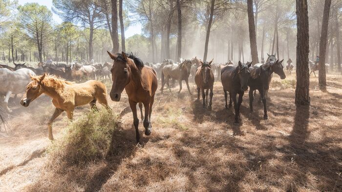 Carmen et les cavaliers d'El Rocío : A la poursuite des chevaux sauvages