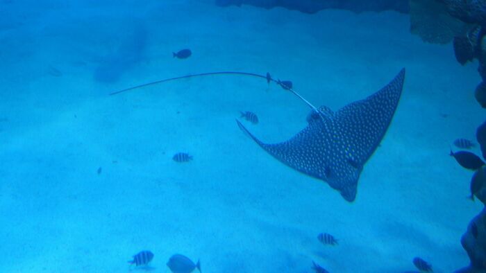 Majestueuses raies manta