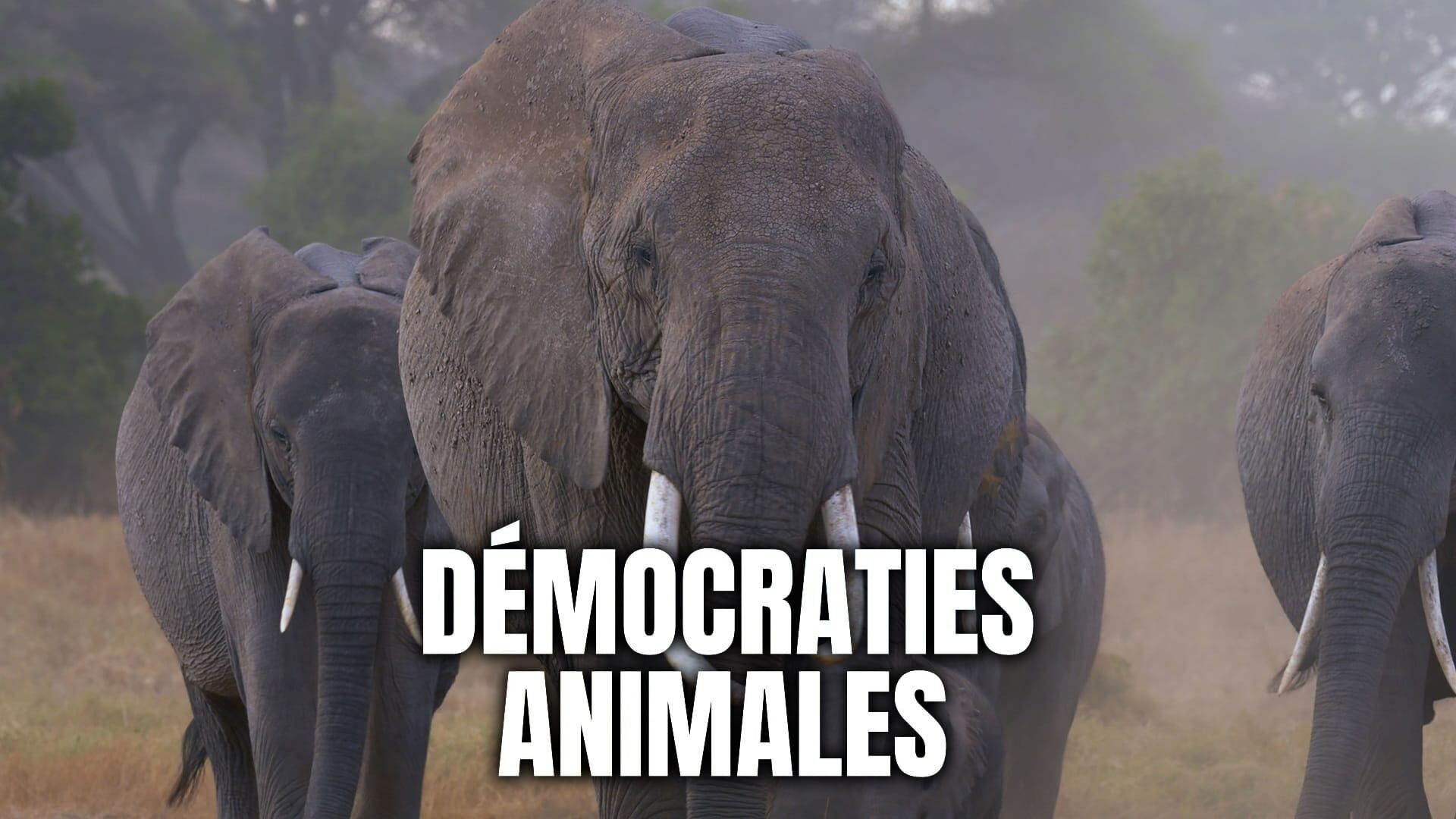 Démocraties animales