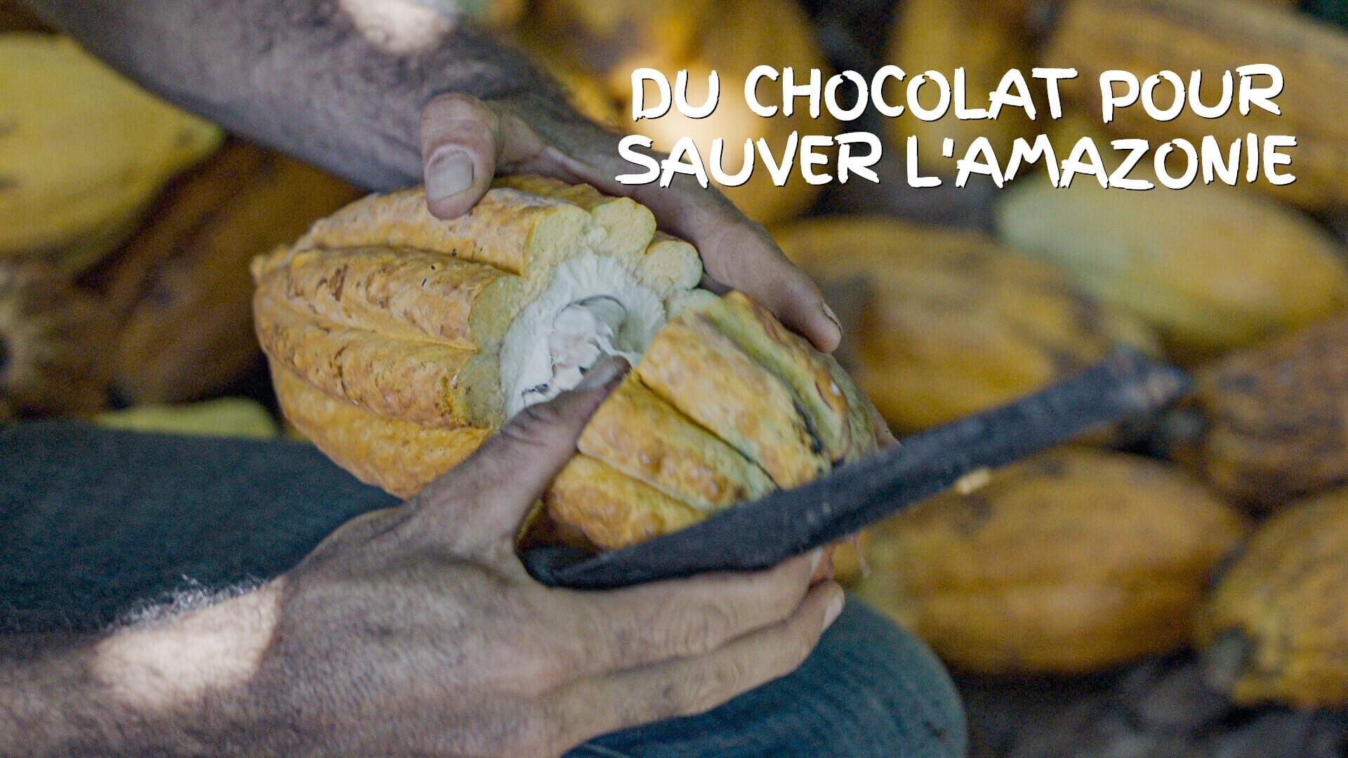 Du chocolat pour sauver l'Amazonie