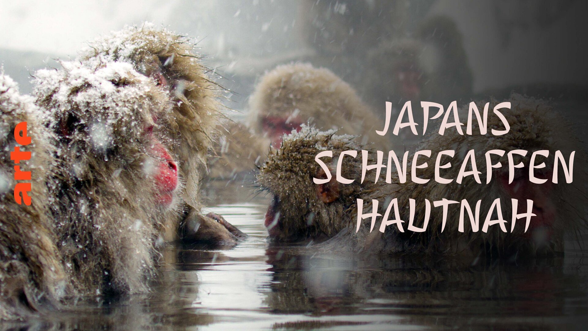Des singes en hiver : les macaques japonais