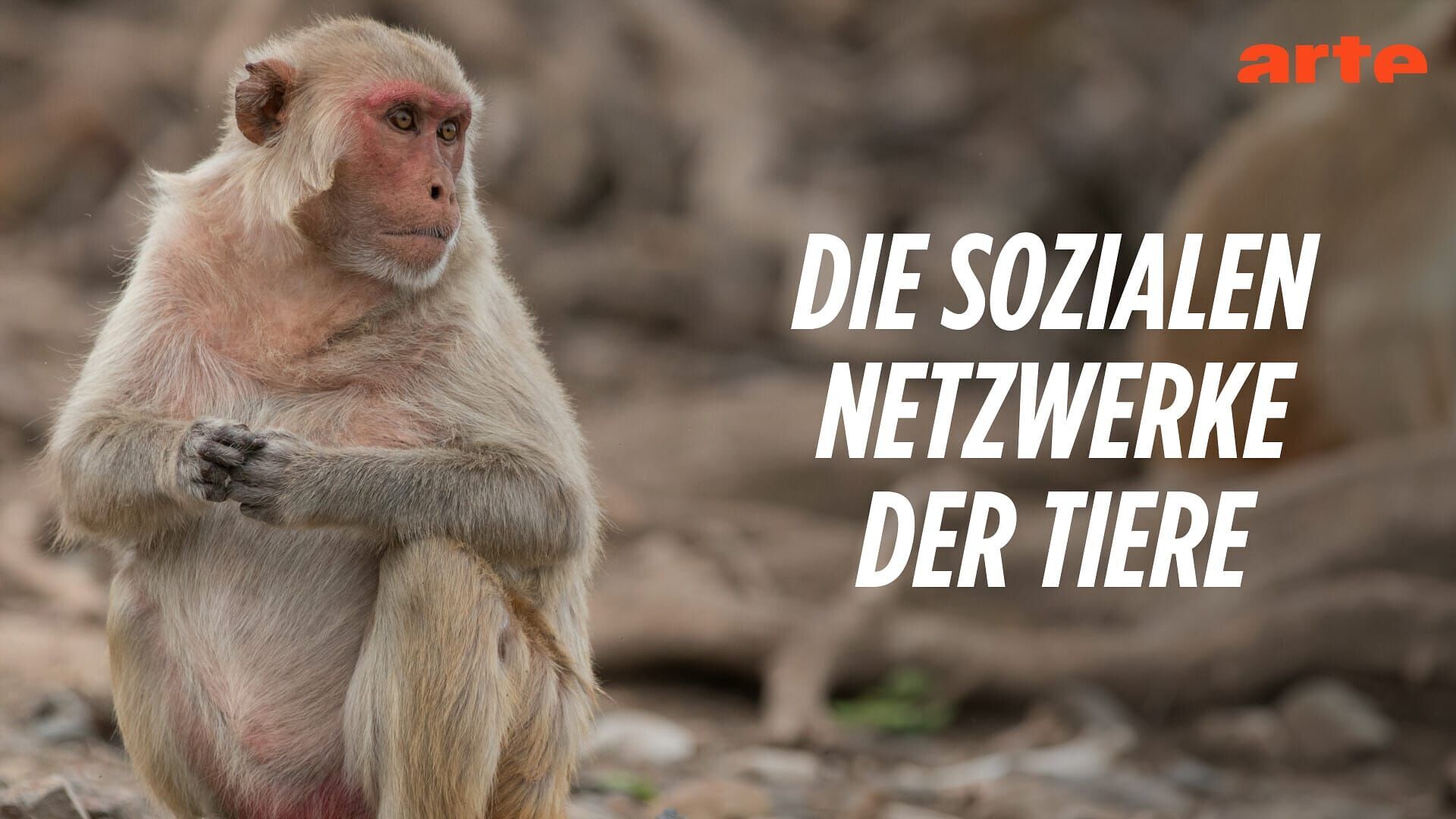 Suivre les traditions