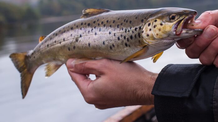 Pêche dans les Highlands écossais
