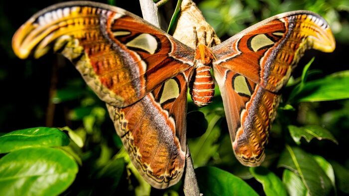 Incroyables insectes