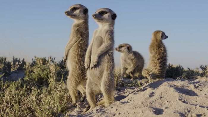 L'Afrique du Sud