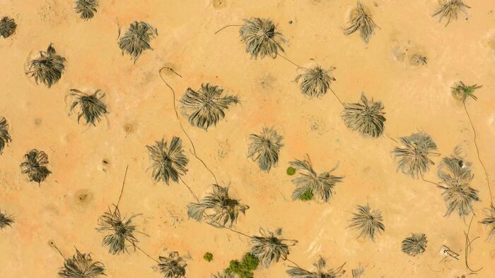 Emirats arabes unis, entre les dunes de Liwa
