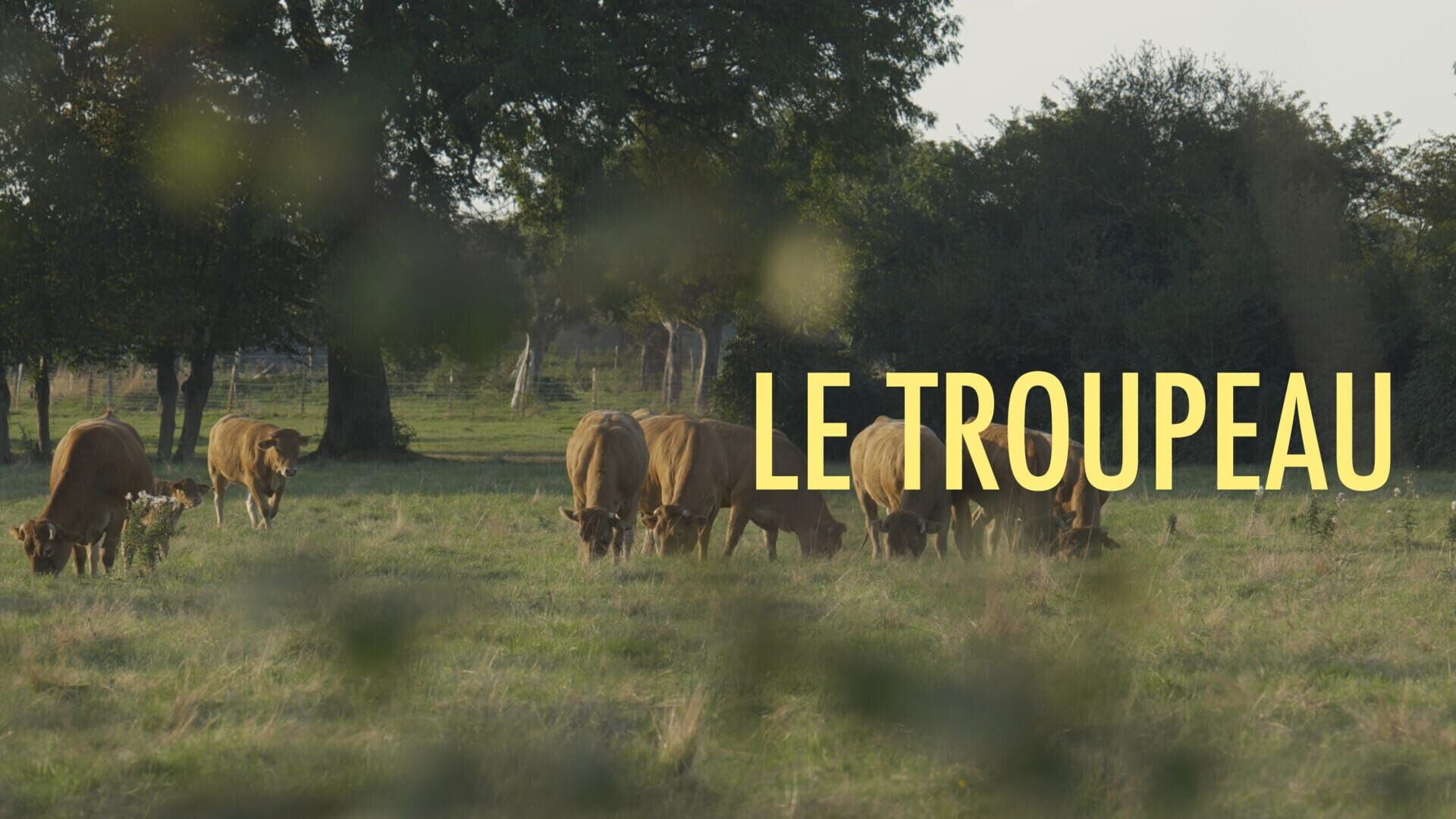 Le troupeau
