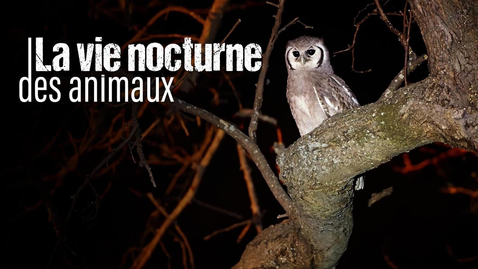 La vie nocturne des animaux