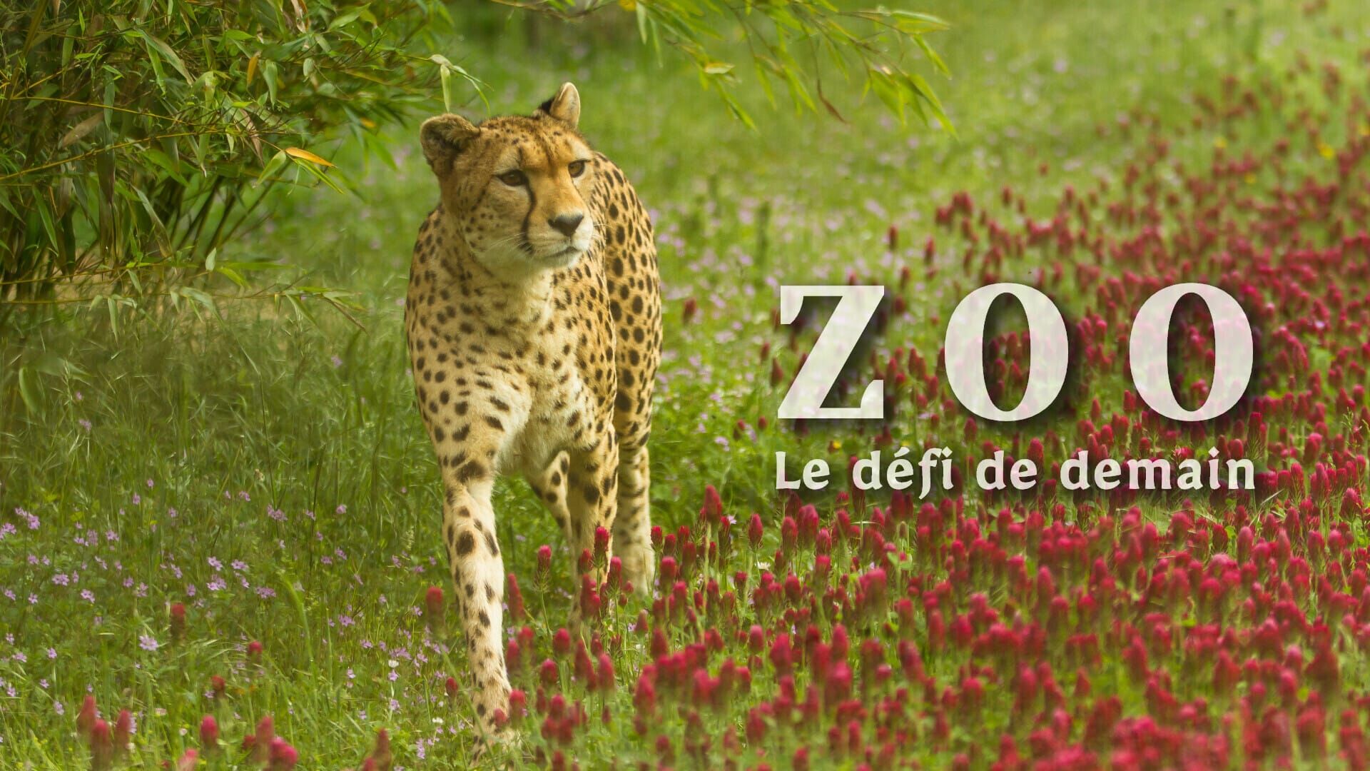 Animaux en danger