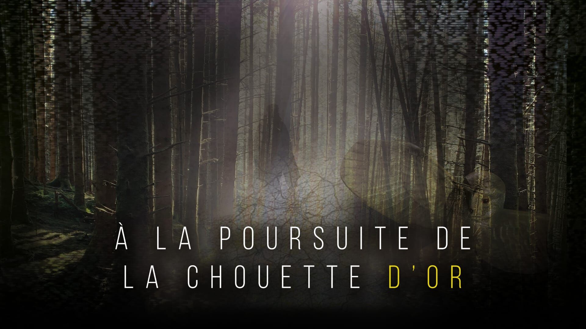 A la poursuite de la chouette d'or