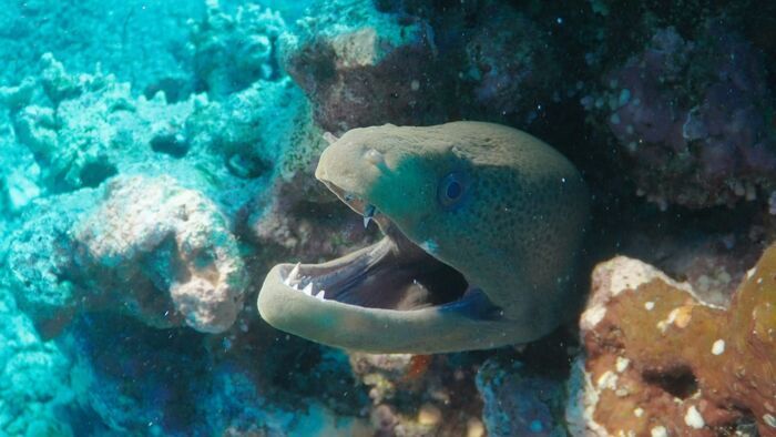 Les îles Chagos, un archipel protégé