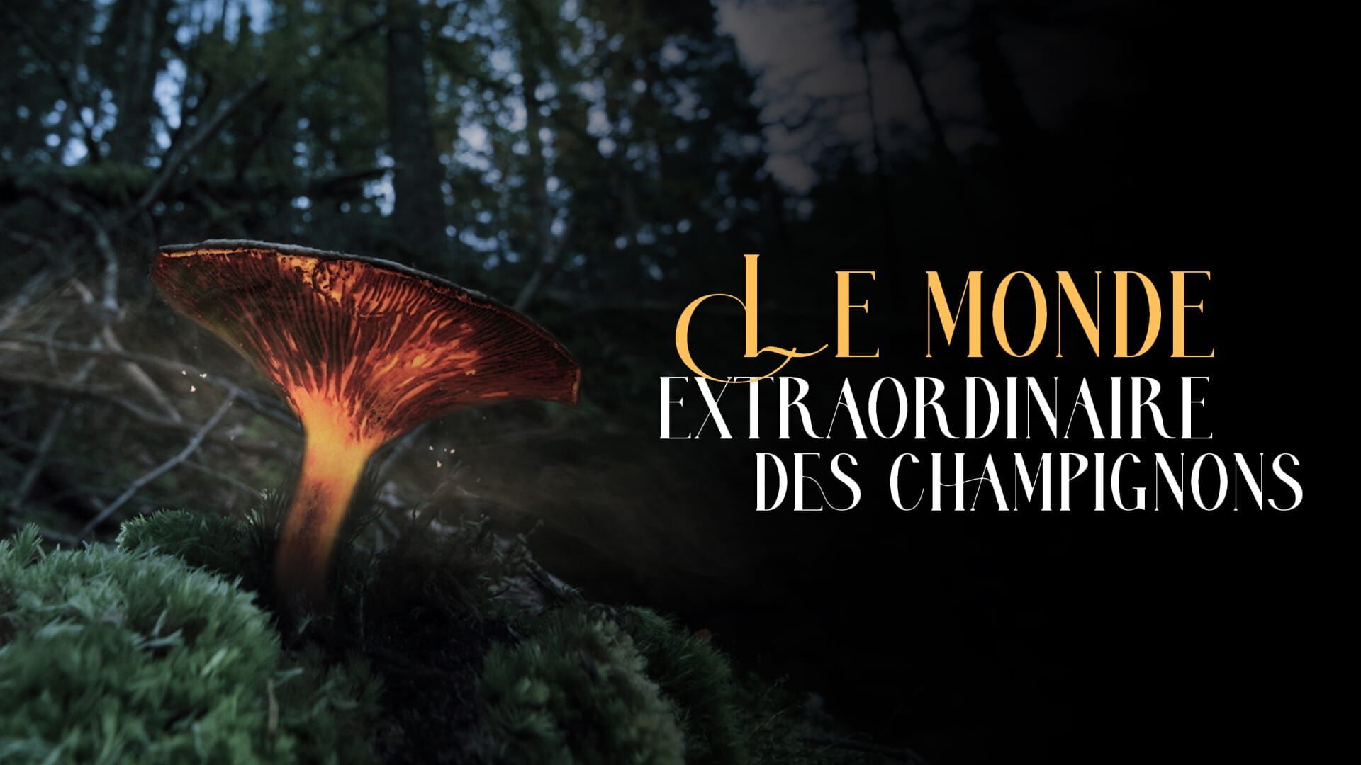 Le monde extraordinaire des champignons