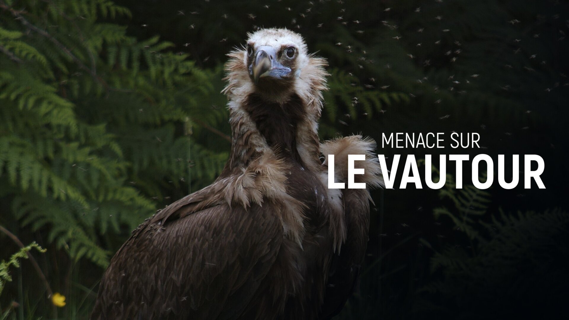 Menace sur le vautour