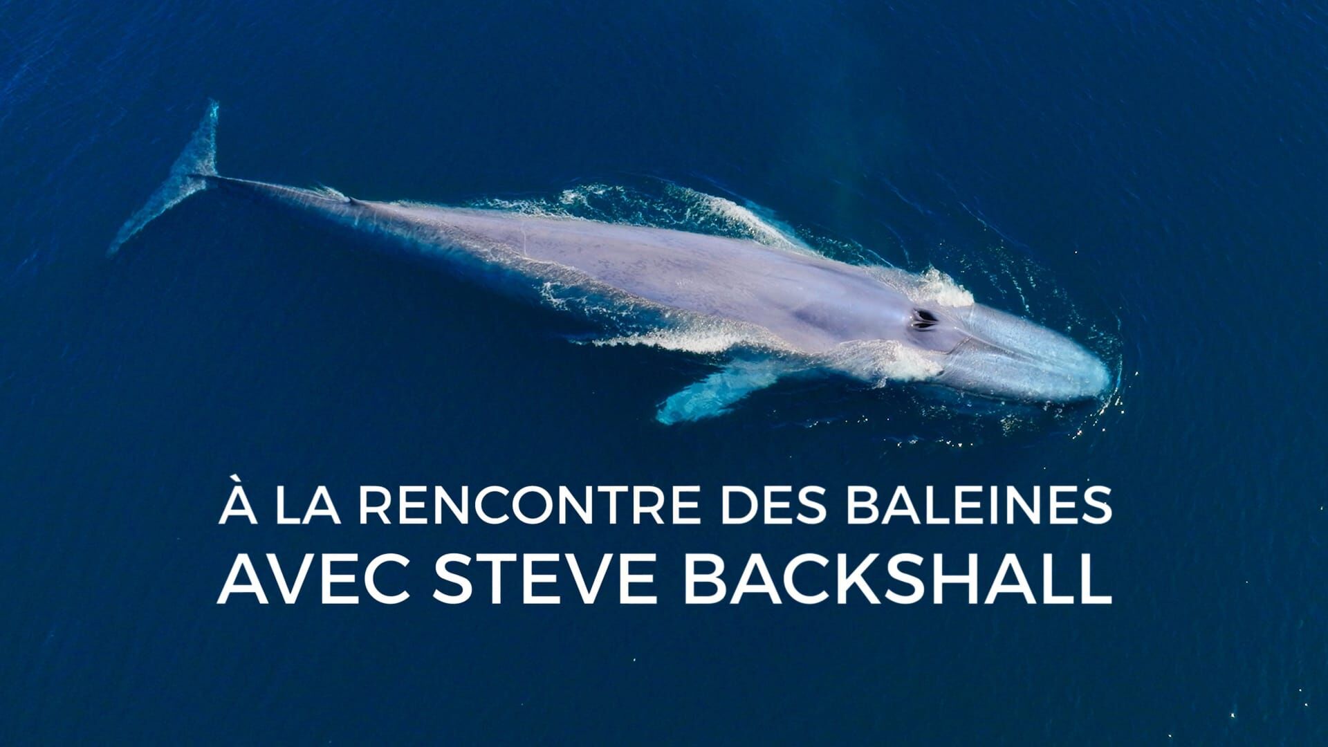 Des baleines et des hommes
