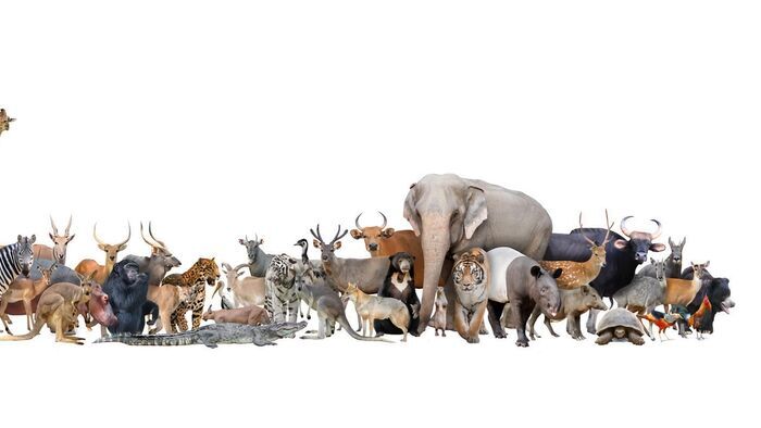 Casa Branca, Vila Nova de Cerveira, Alandroal