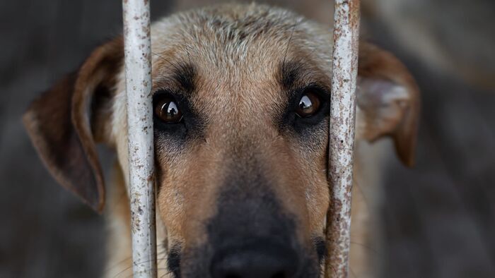 Rescue Roulette: Dogs from Abroad