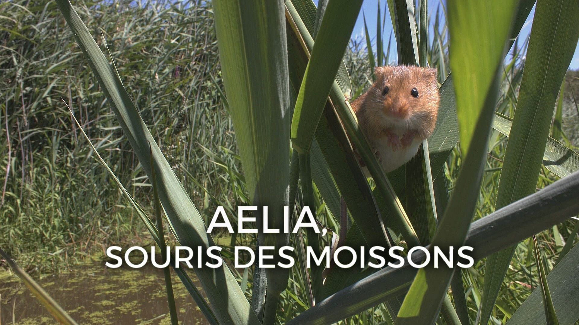 Aelia, la souris des moissons