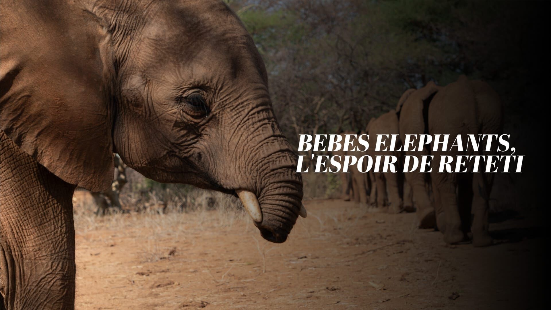 Bébés éléphants, l'espoir de Reteti
