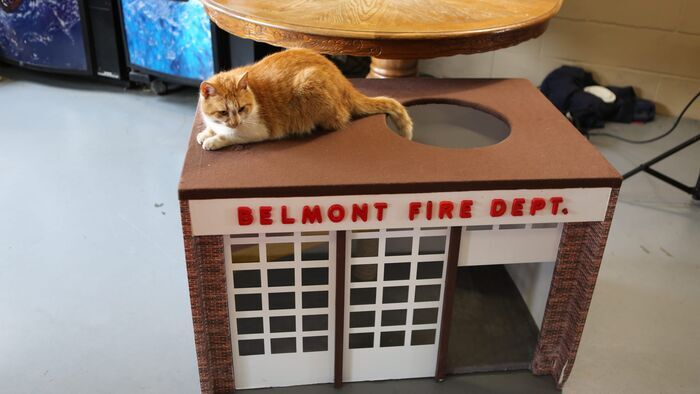Méchant chat