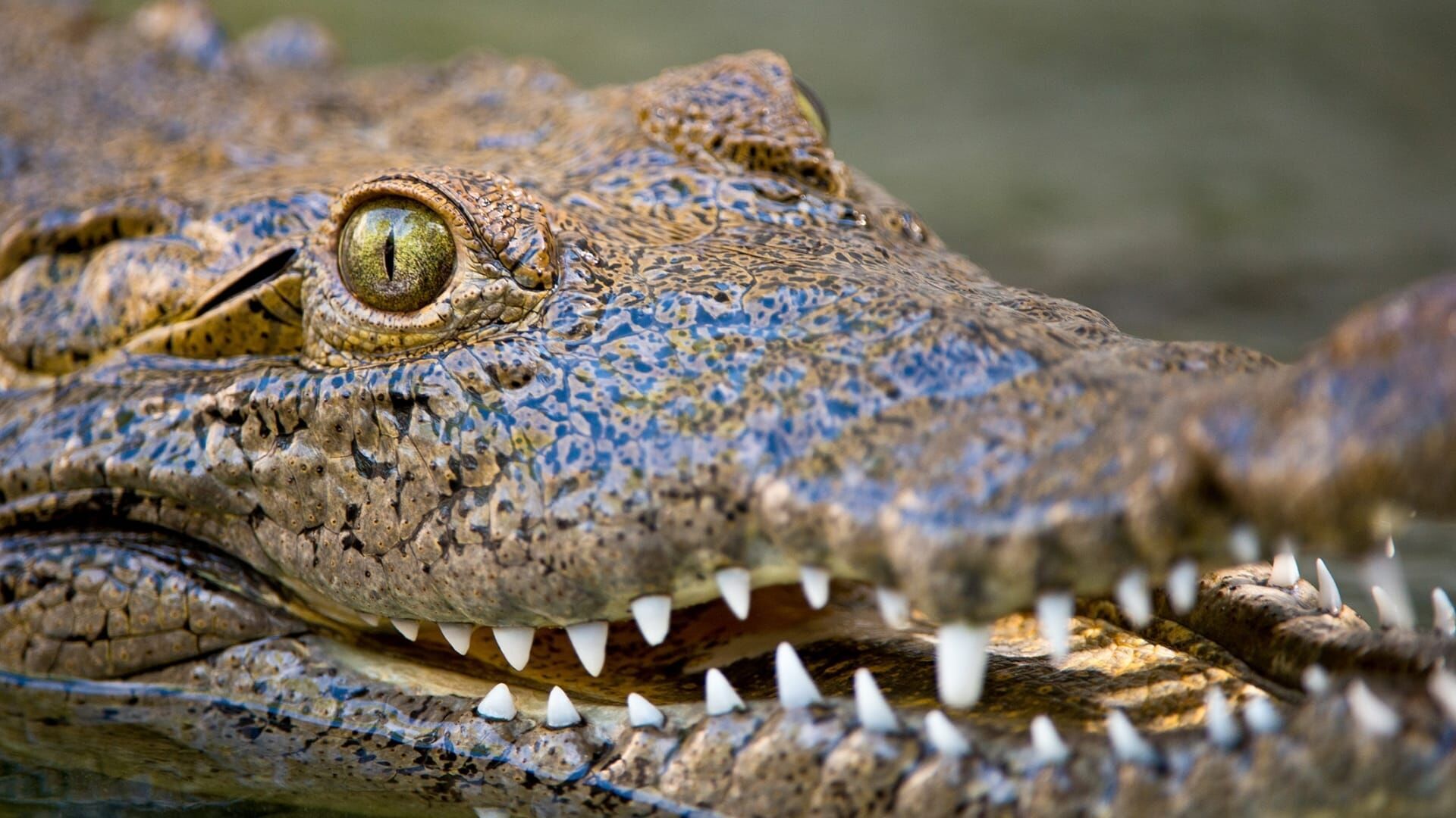 Floride, au royaume des alligators