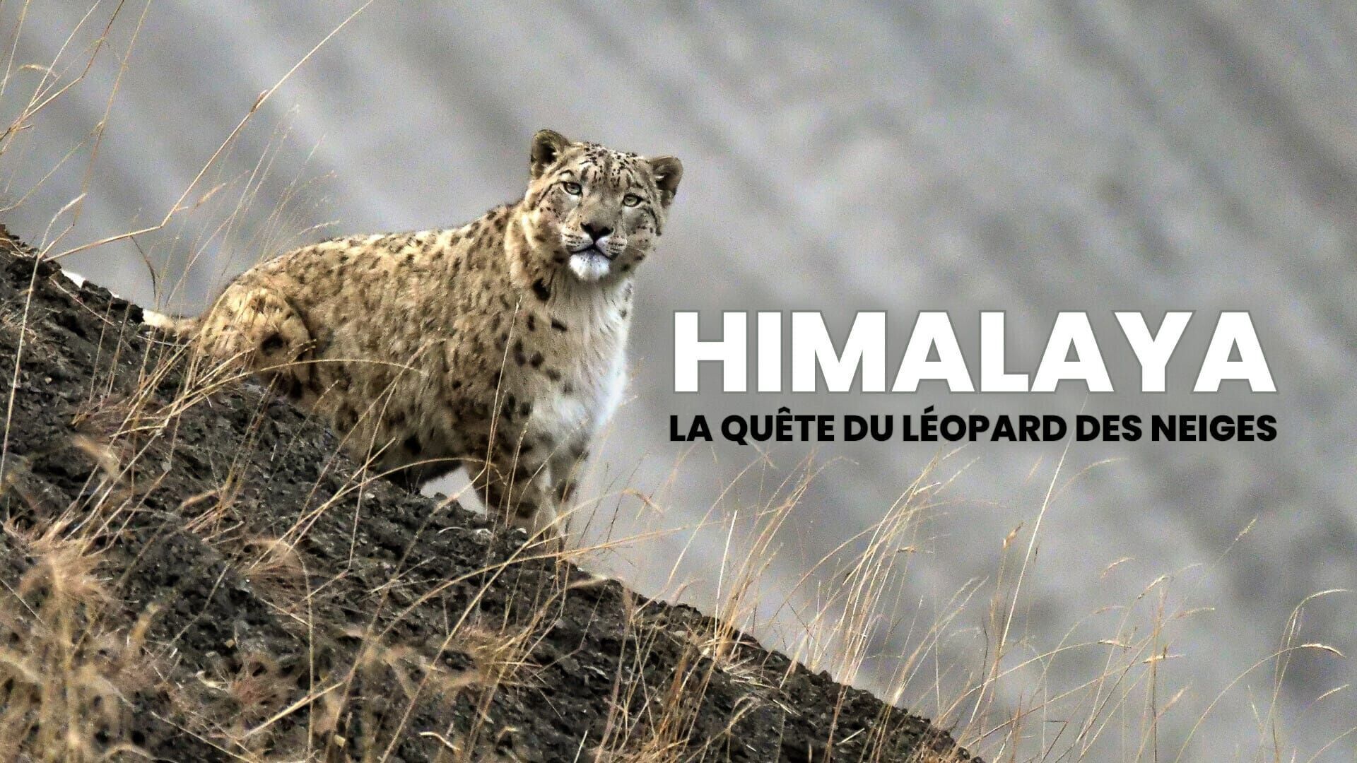 Himalaya, la quête du léopard des neiges