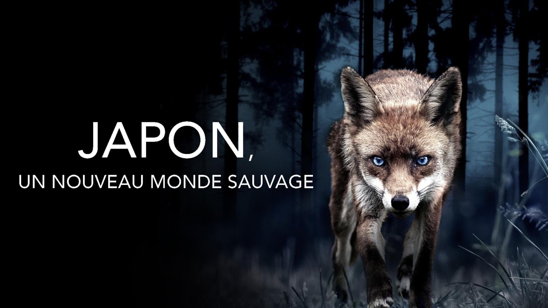 Japon, un nouveau monde sauvage