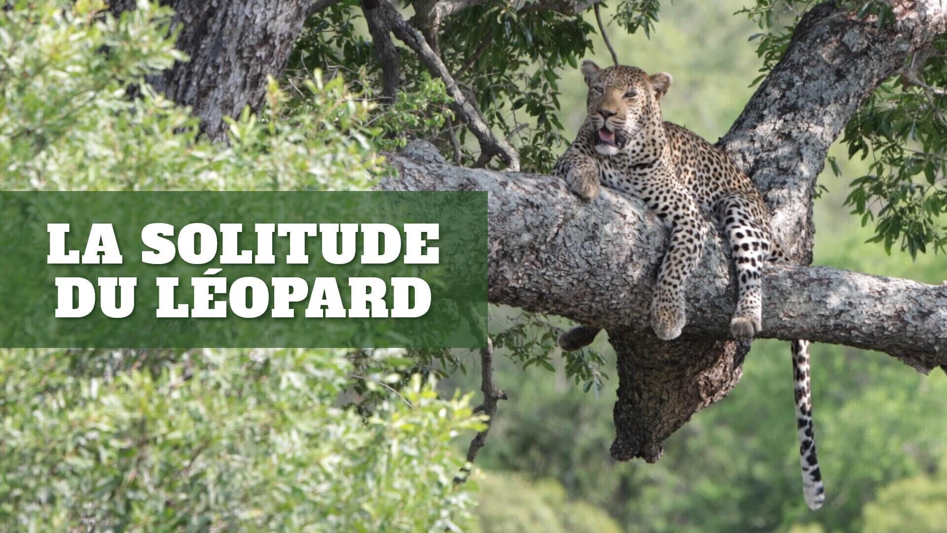 La solitude du léopard