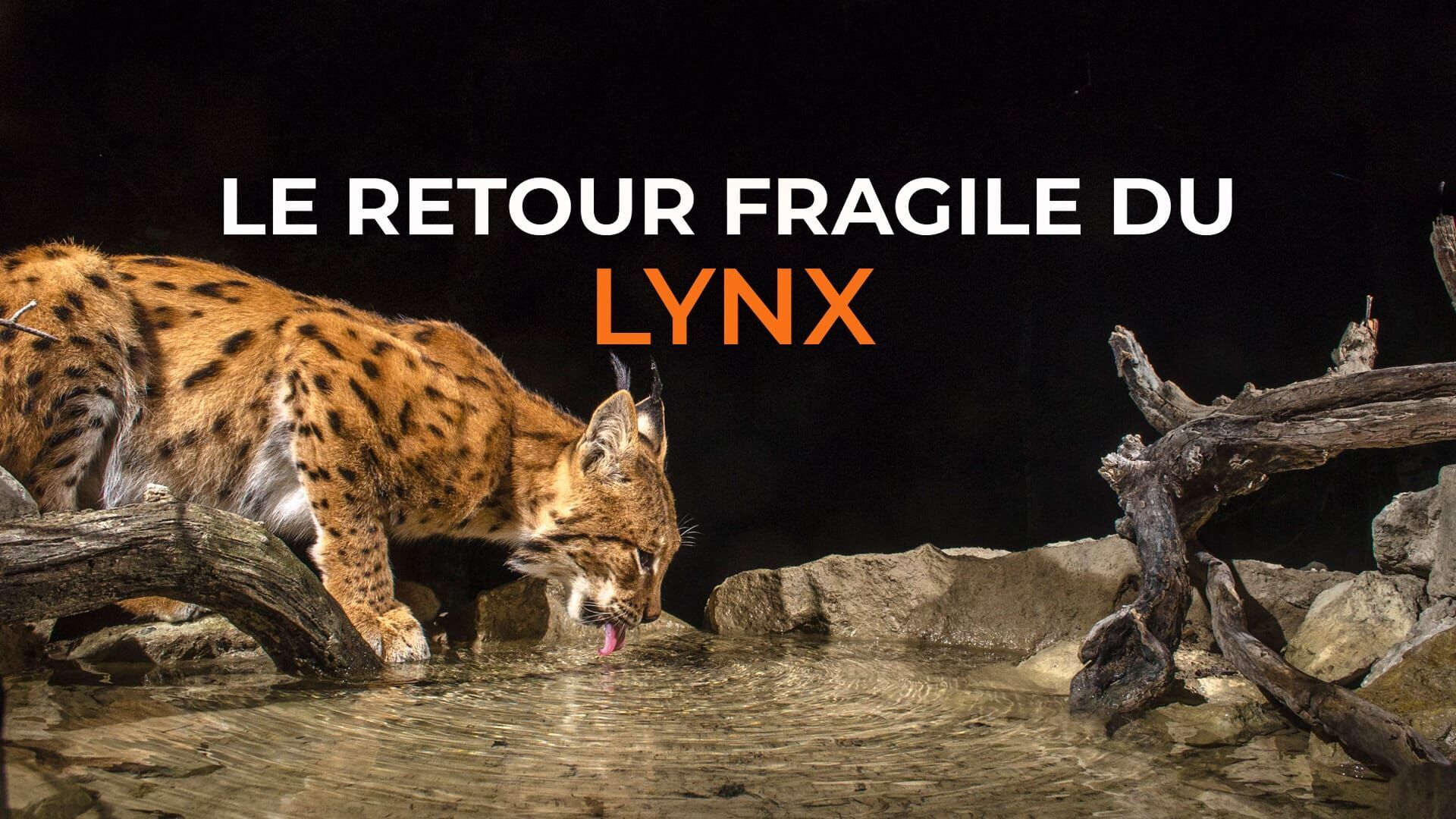 Le retour fragile du lynx