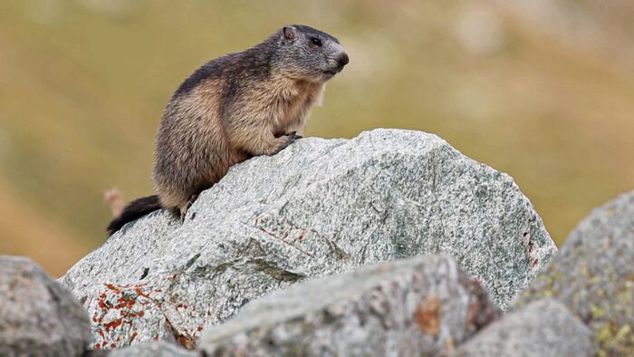 Animalis