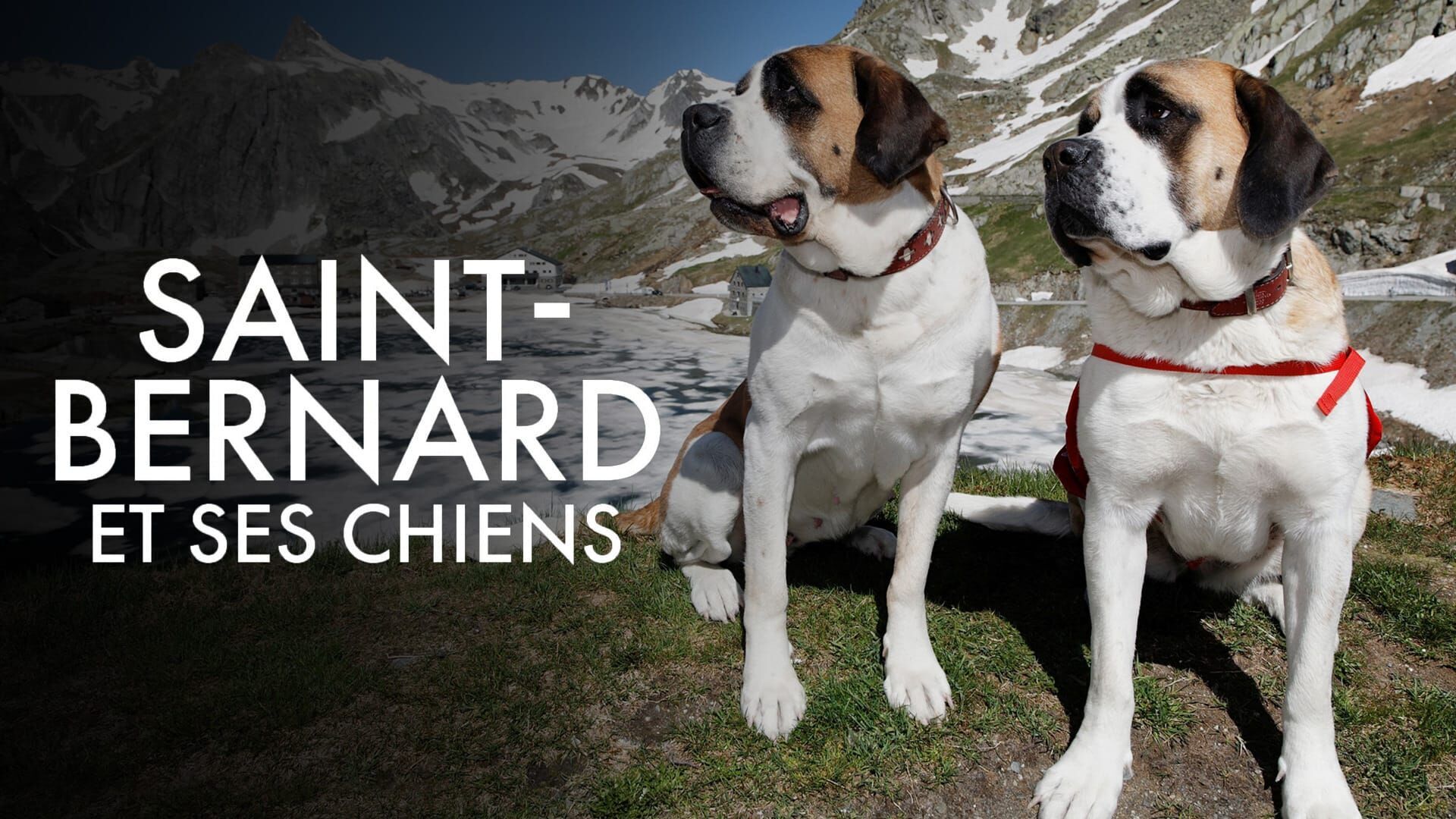 Saint-Bernard et ses chiens