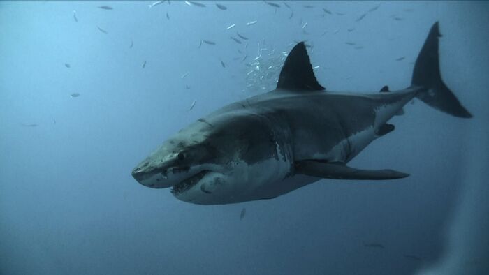 Appât pour requins tigres