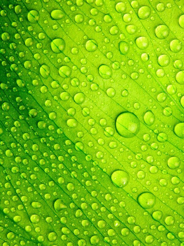 La forêt d'émeraude