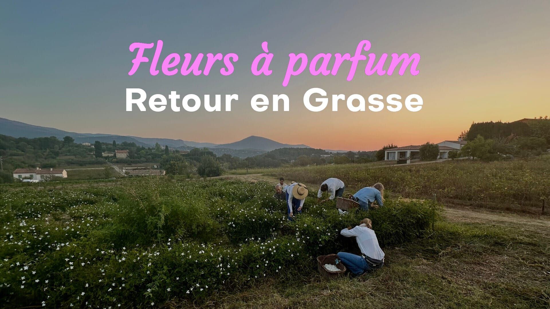 Fleurs à parfum, retour en Grasse