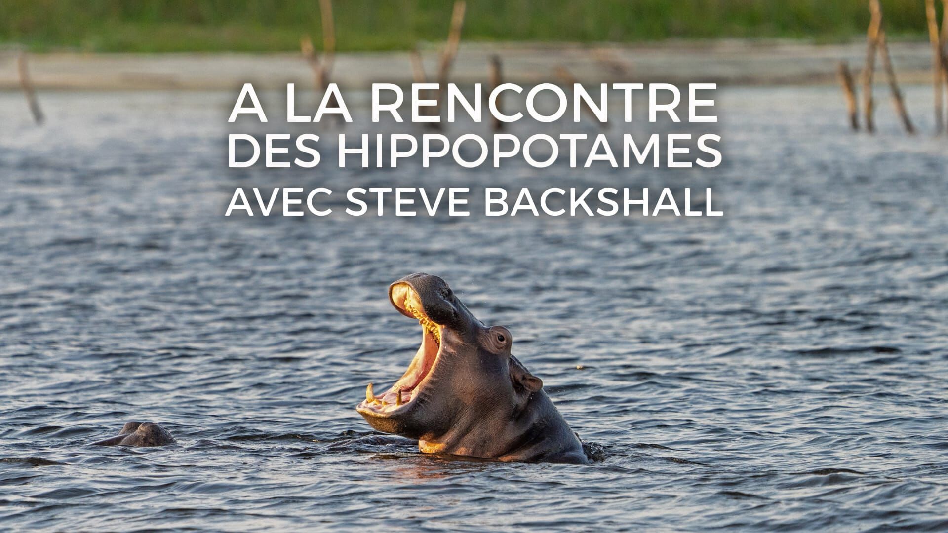 A la rencontre des hippopotames avec Steve Backshall