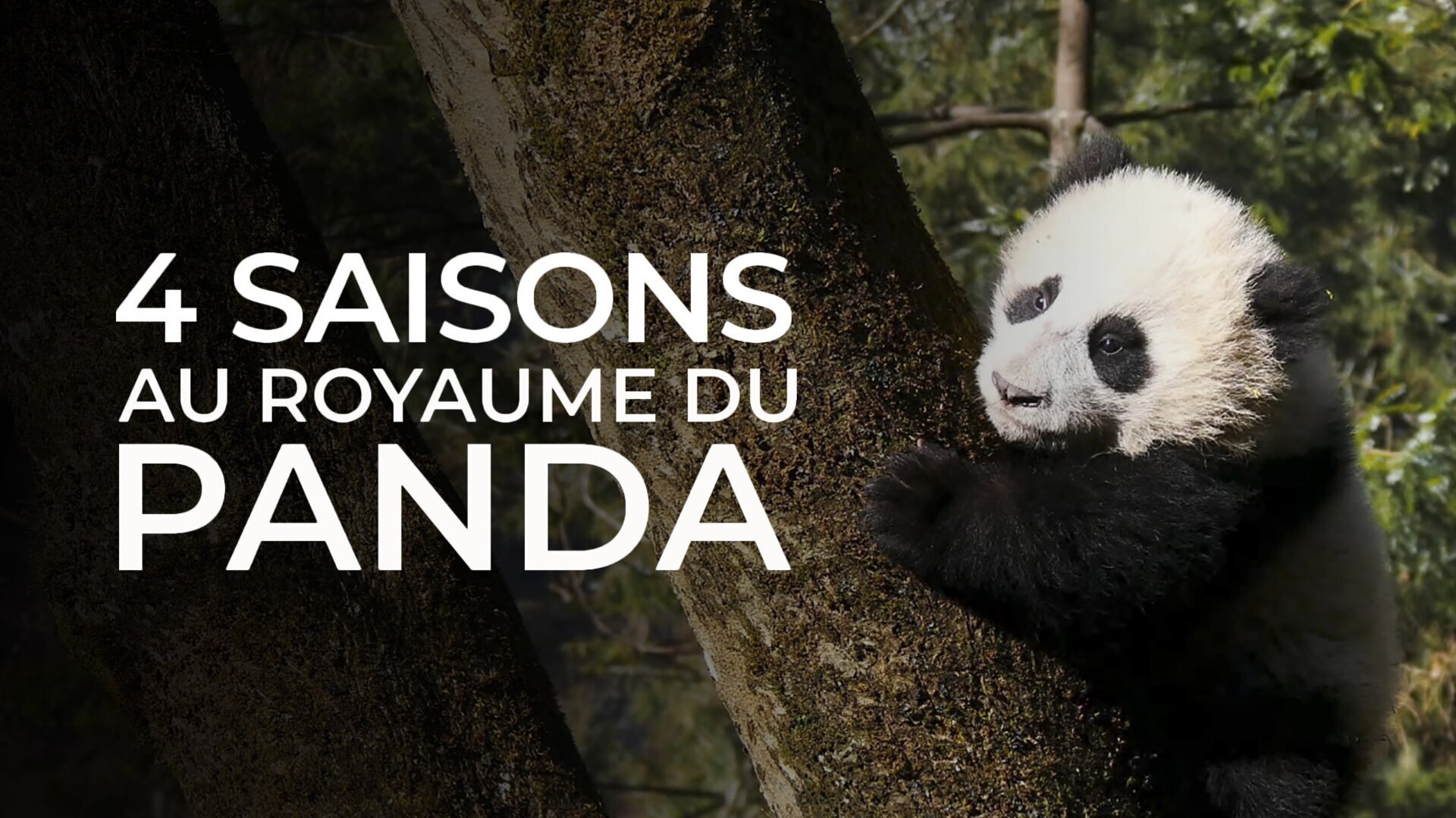 Naissance d'un géant