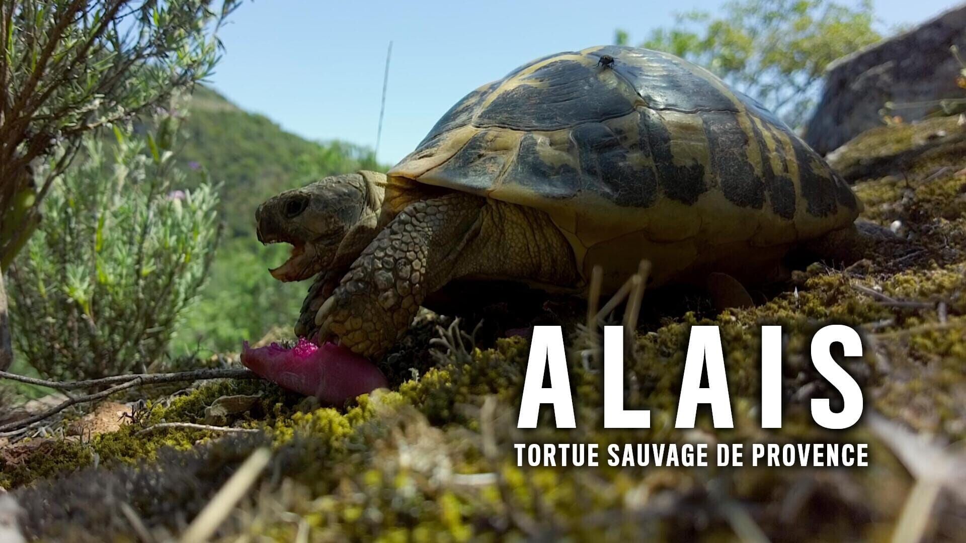 Alaïs, tortue sauvage de Provence