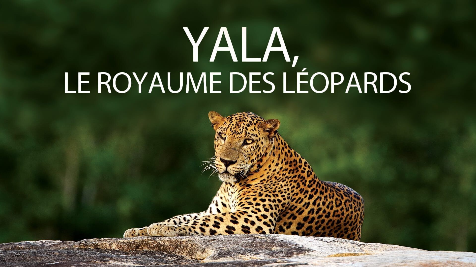 Yala, le royaume des léopards