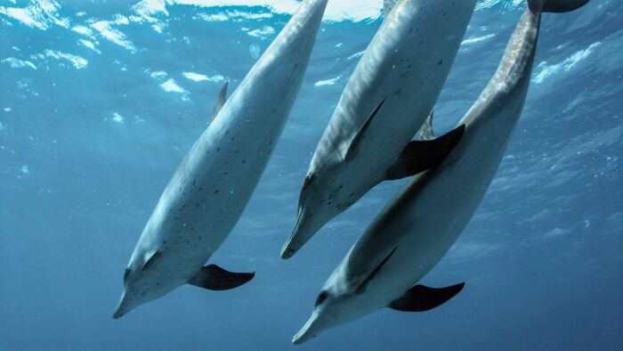 Contes de la mer