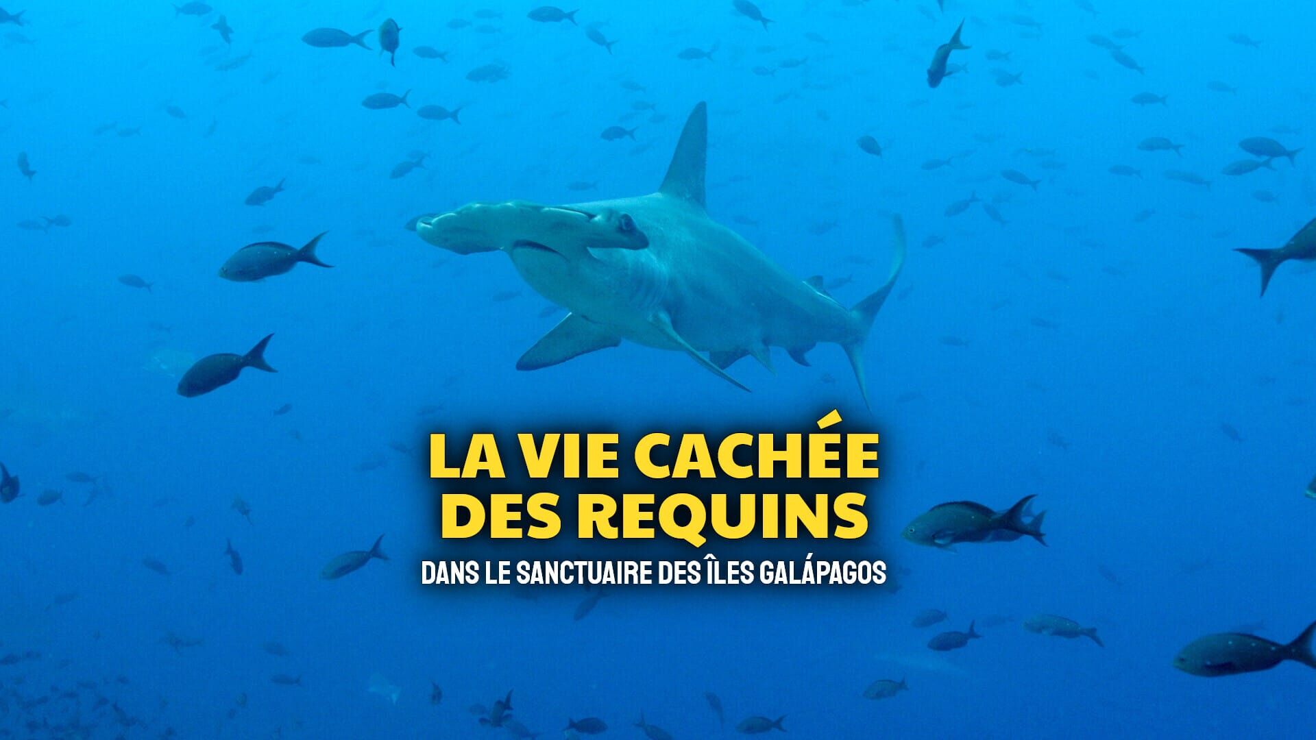 La vie cachée des requins : Dans le sanctuaire des îles Galápagos