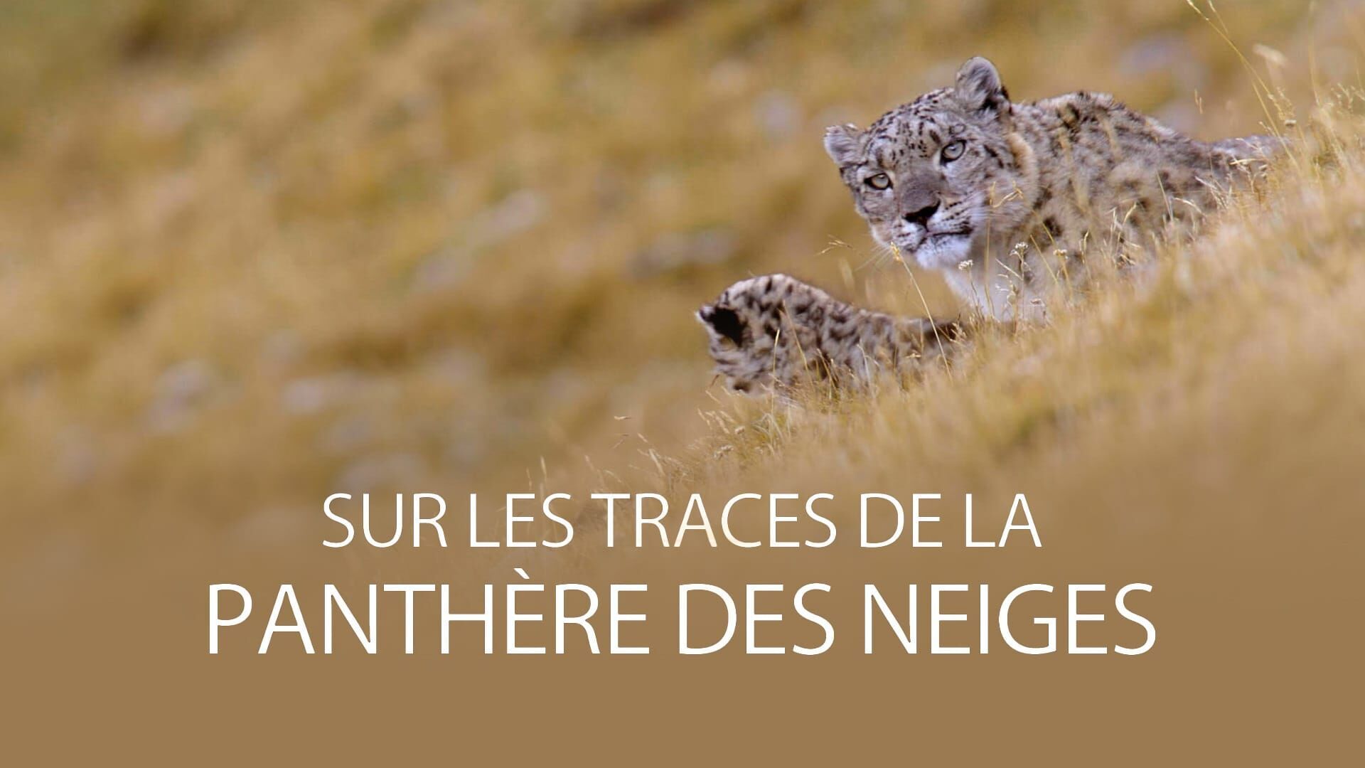 Sur les traces de la panthère des neiges