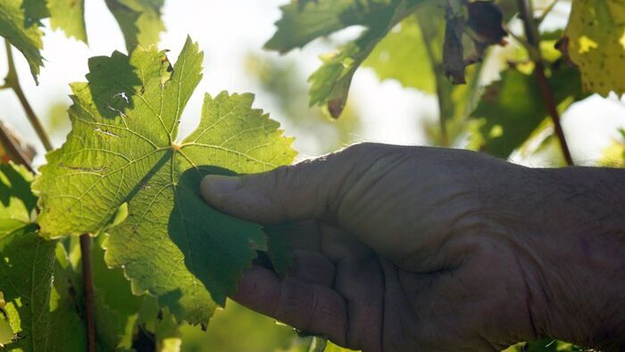 Réinventer les vignobles