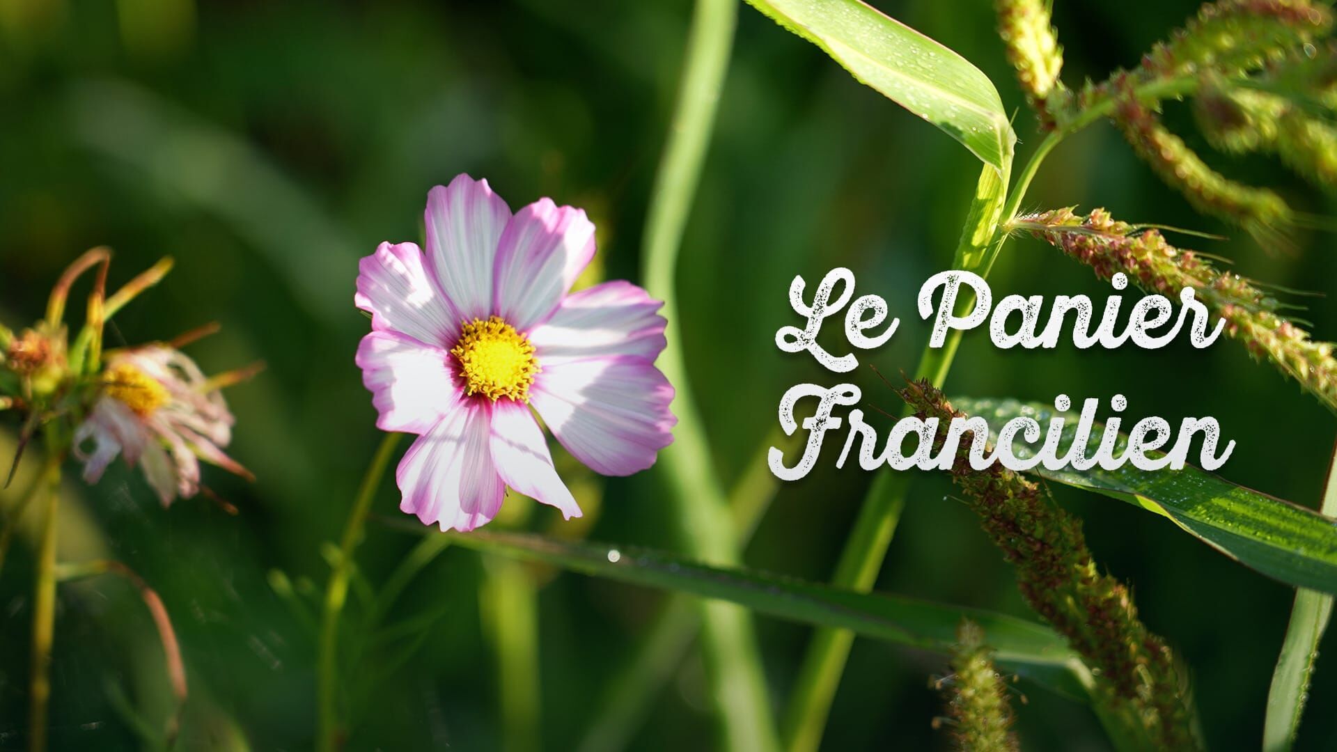 Les fleurs champêtres
