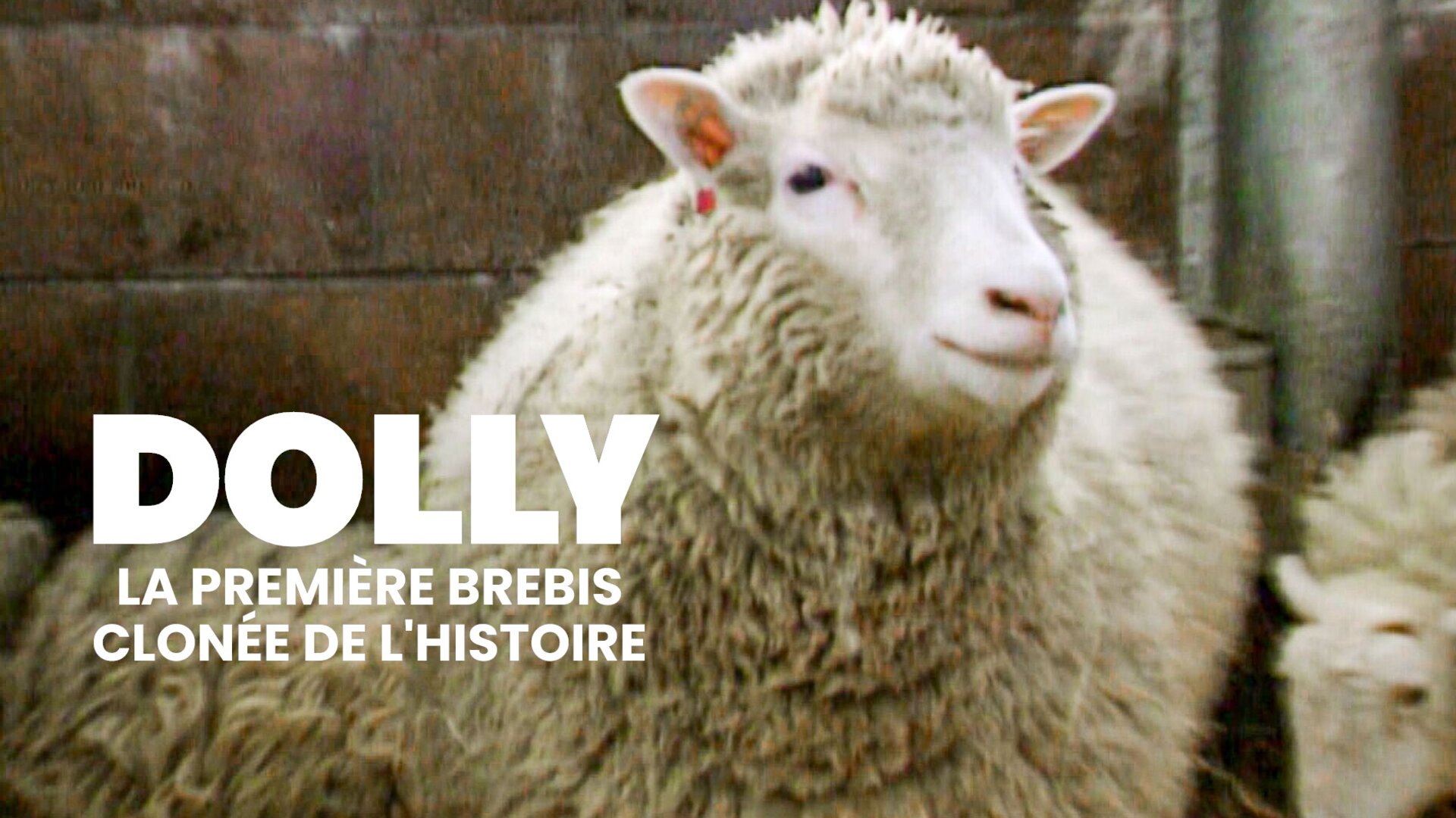 Dolly : La première brebis clonée de l'histoire