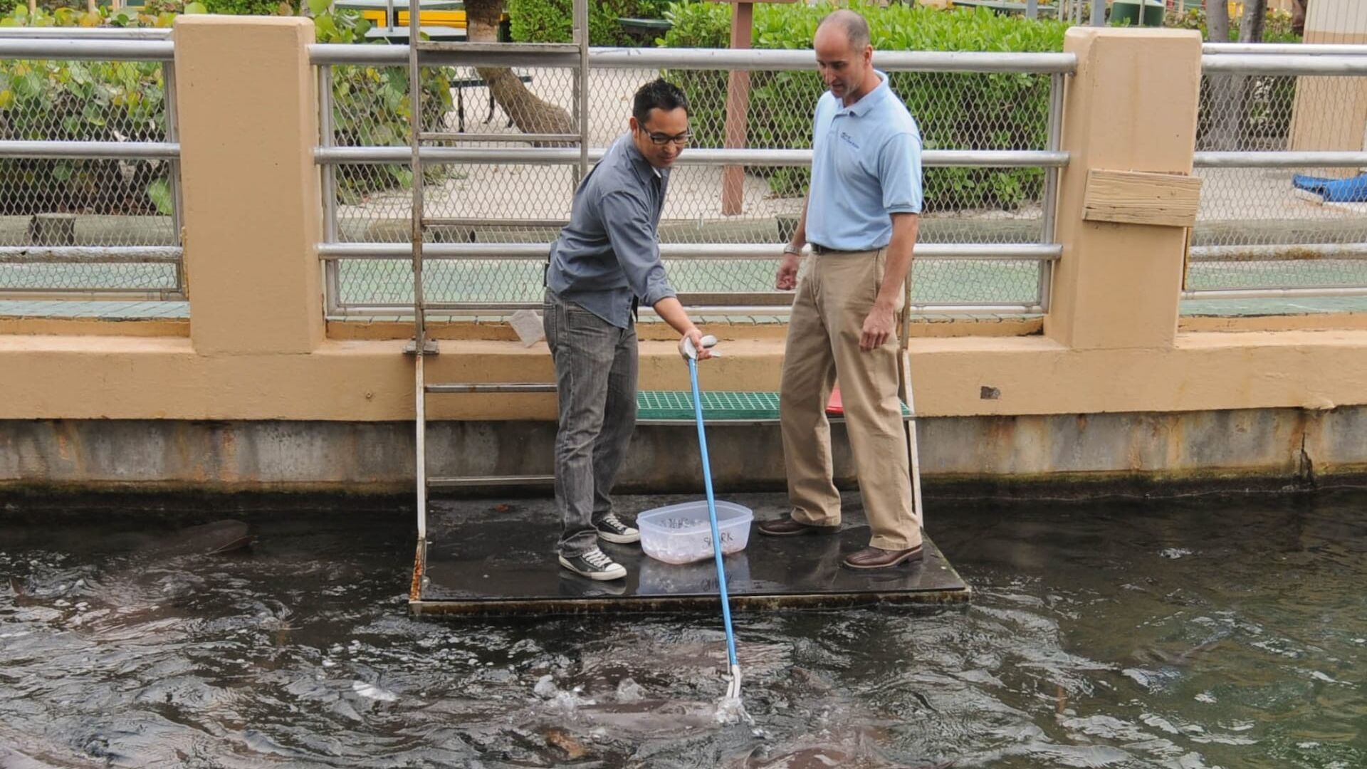 Les rois des aquariums