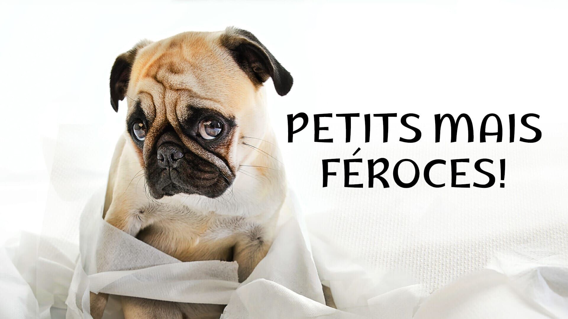 Mini Cujo : la terreur format poche